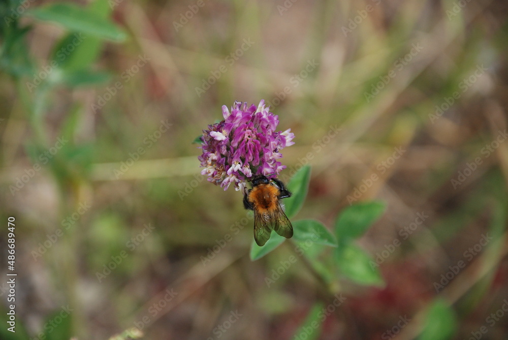 A bumblebee sits on a clover flower. A purple clover flower grows on a thin stalk among the grass. A hairy black-and-yellow bumblebee sits on a flower and collects nectar from the flower. A bumblebee sits on a clover flower. A purple clover flower grows on a thin stalk among the grass. A hairy black-and-yellow bumblebee sits on a flower and collects nectar from the flower.