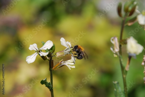 A bumblebee sits on a white flower. A small white flower with four petals grows on a thin stalk among the grass. A hairy black-and-yellow bumblebee sits on a flower and collects nectar from the flower