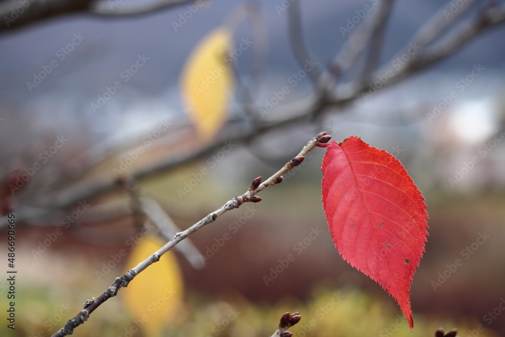 散りゆく紅葉