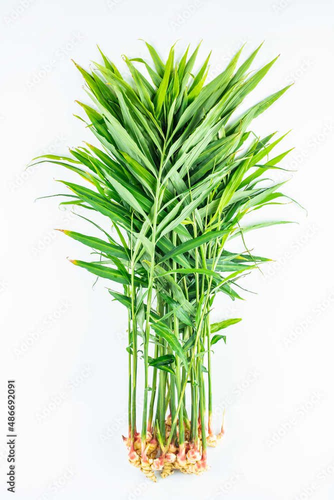 Fototapeta premium A fresh young ginger with leaves on a white background