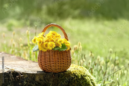 Foto spring yellow coltsfoot flowers in wicker basket outdoor, natural background
