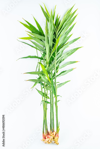 A fresh young ginger with leaves on a white background