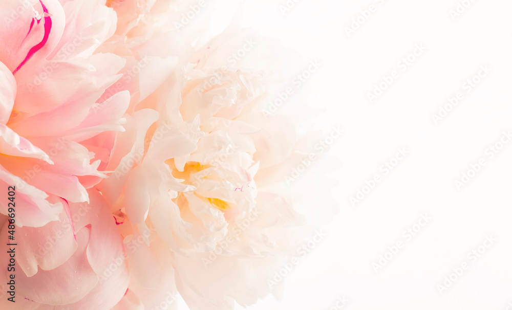 Gorgeous delicate pink peonies, blooming tender natural background, lovely spring composition