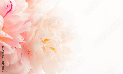 Fototapeta Naklejka Na Ścianę i Meble -  Gorgeous delicate pink peonies, blooming tender natural background, lovely spring composition