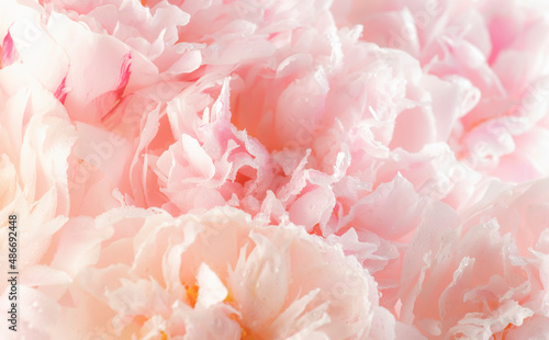 Gorgeous delicate pink peonies, blooming tender natural background, lovely spring composition