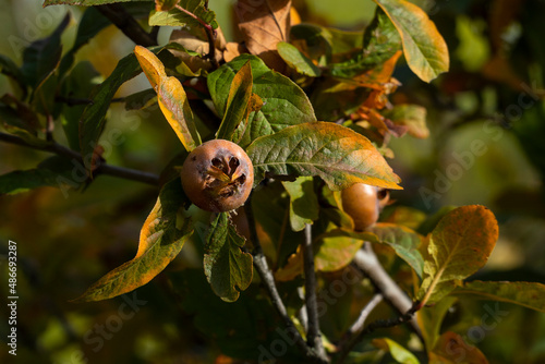 фотографія Medlar fruit (Latin: Mespilus germanica) on a branch of medlar tree