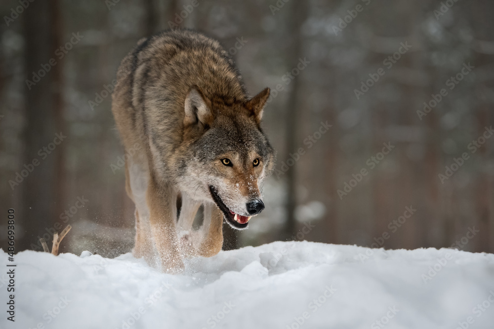 Одинокий серый волк идет по снежному зимнему лесу. Крупный план. Европейский Волк в естественных условия обитания. Дикая жизнь.