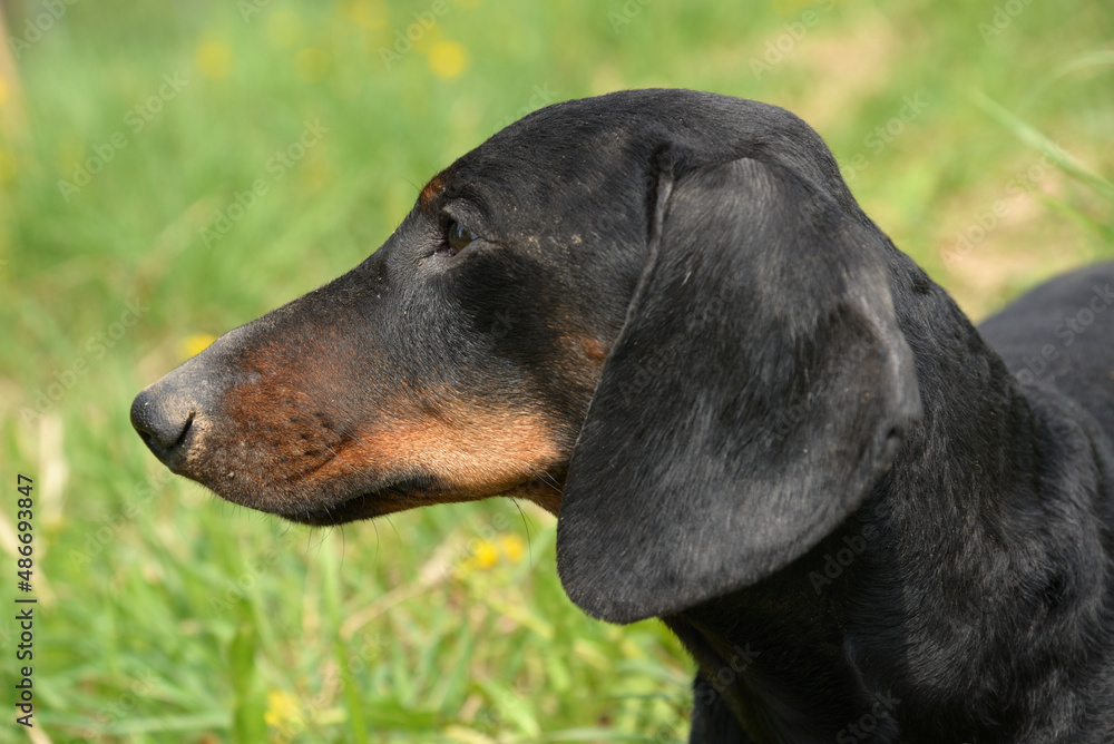 Portrait of black and tan dachshund on field in spring