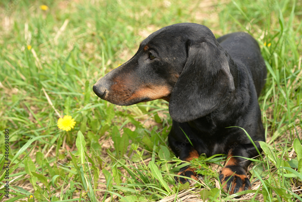 Portrait of black and tan dachshund on field in spring