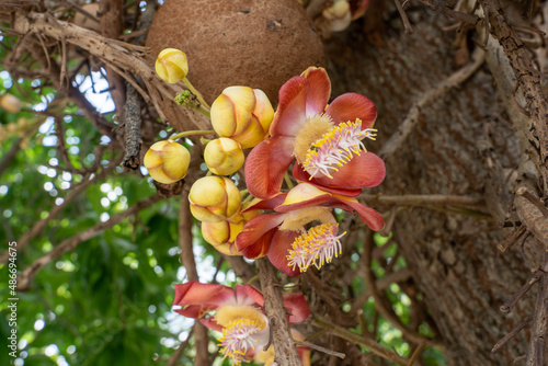 Fresh shorea robusta flower blooming in the temple also known as cannonball tree, sakhua or shala with natural background. photo