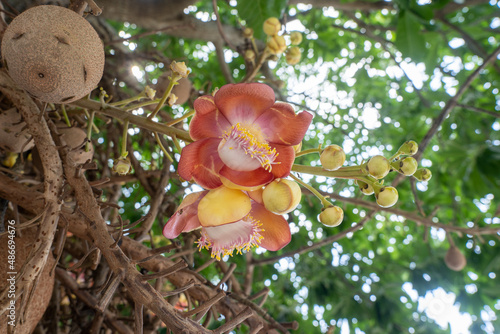 Fresh shorea robusta flower blooming in the temple also known as cannonball tree, sakhua or shala with natural background. photo