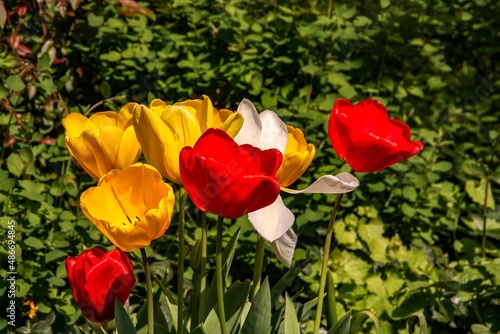 Floración de coloridos tulipanes en un jardín de Bruselas, Bélgica. Arriate de flores en un jardín en un día soleado. photo