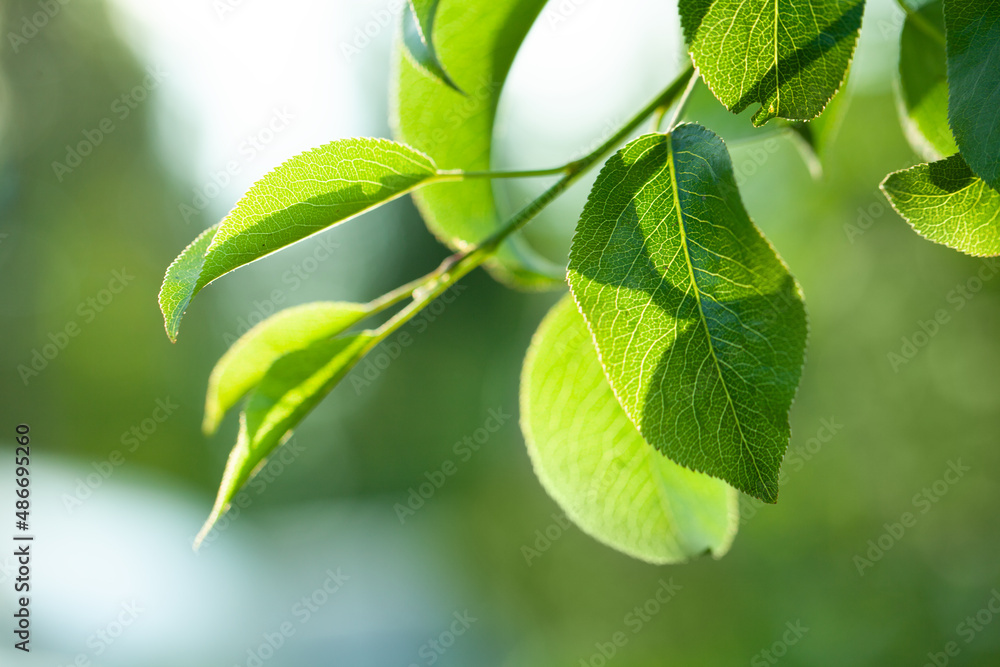 Fototapeta premium Summer background with green leaves