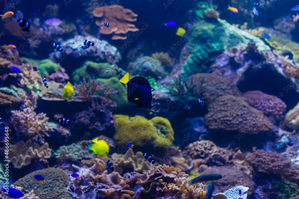 Fototapeta premium Wonderful and beautiful underwater world with corals and tropical fish.
