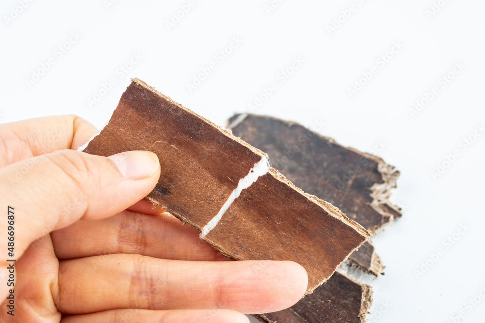 Fototapeta premium Chinese herbal medicine Sichuan wild eucommia on white background