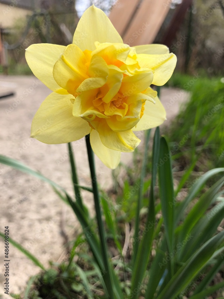 Beautiful yellow daffodil at spring morning Beautiful yellow daffodil at spring morning