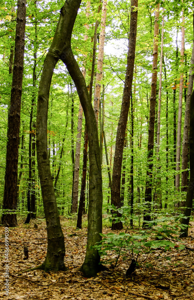 Obraz premium Beech (Fagus) 2 in 1.