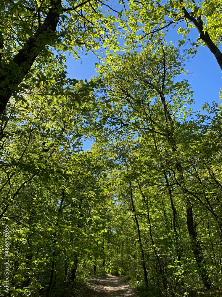 Fototapeta premium Trees and nature