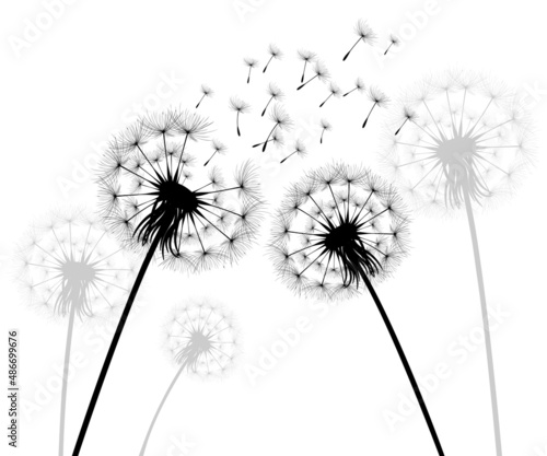 Vector illustration dandelion time. Black Dandelion seeds blowing in the wind. The wind inflates a dandelion isolated on white background