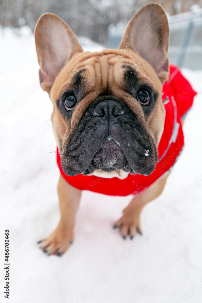 A French bulldog is playing in the snow.