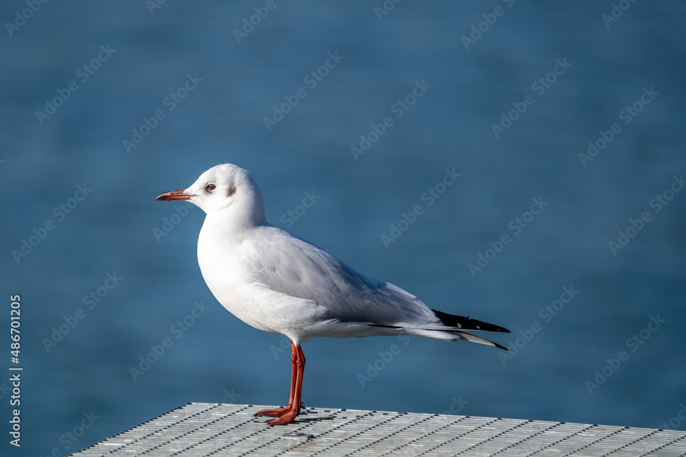 Sea Gull sitting on a pier Sea Gull sitting on a pier