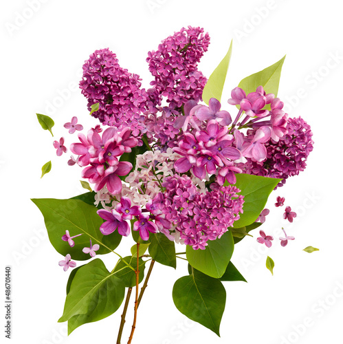 Isolated bouquet of blooming lilac flowers. Purple Lilac flowers on white background. May blossoms. Spring time