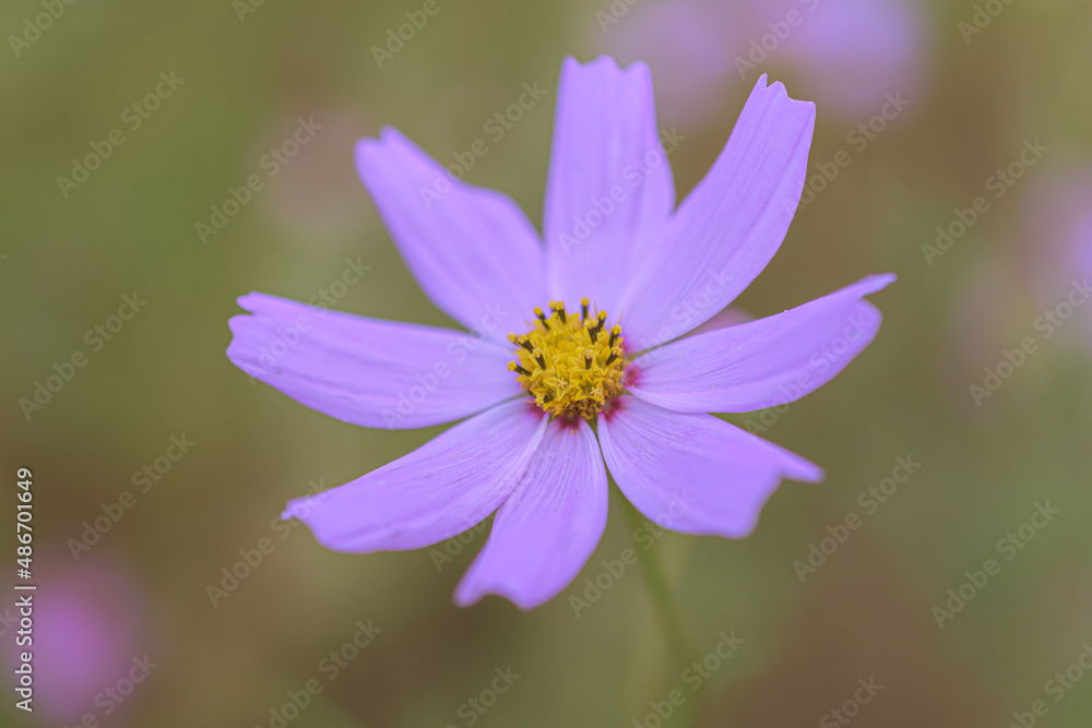 Obraz premium マクロ撮影したコスモス