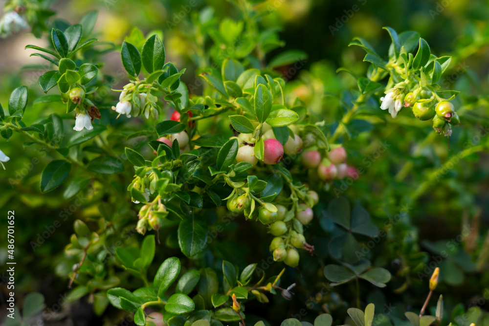 Vaccinium vitis-idaea (lingonberry, partridgeberry or cowberry). Fresh lingonberry in garden.