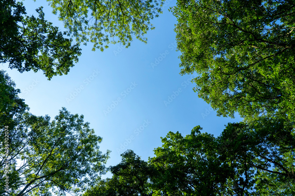 Treetops with sky. Shot from below. Treetops with sky. Shot from below.