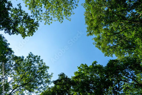 Fototapeta Naklejka Na Ścianę i Meble -  Treetops with sky. Shot from below.