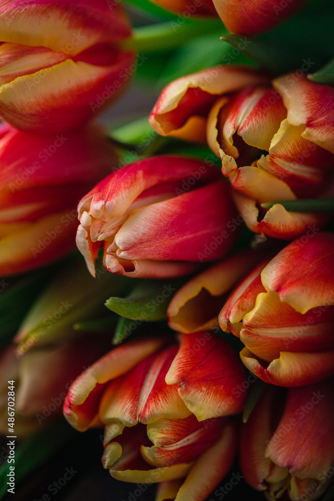 A macro photograph of tulips lies on a brown wooden background A macro photograph of tulips lies on a brown wooden background