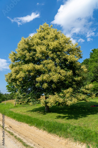 Bild auf Leinwand Blooming chestnut tree