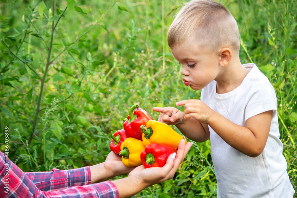 the child holds fresh vegetables in his hands, eats pepper. selective focus the child holds fresh vegetables in his hands, eats pepper. selective focus