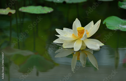 Wallpaper Mural white lotus flower Torontodigital.ca