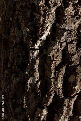 Detail of the texture of a tree, with the sun shining on the surface. Tree concept. Natural wood concept. © Gideoni Junior