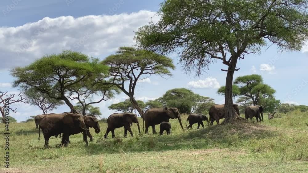 A large family of elephants walks in the Tarangire National Park. Safari in Tanzania, Africa. A large family of elephants walks in the Tarangire National Park. Safari in Tanzania, Africa.