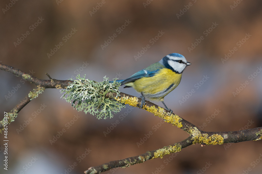 The blue tit (Cyanistes caeruleus)