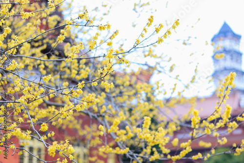 Fototapeta Naklejka Na Ścianę i Meble -  The blooming plum blossoms,Winter and spring background photos