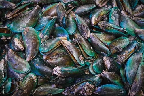 Perna canaliculus, New Zealand green-lipped mussel or greenshell mussels farmed and export to worldwide. Raw fresh mussels with green shell as background. Fish and seafood market.