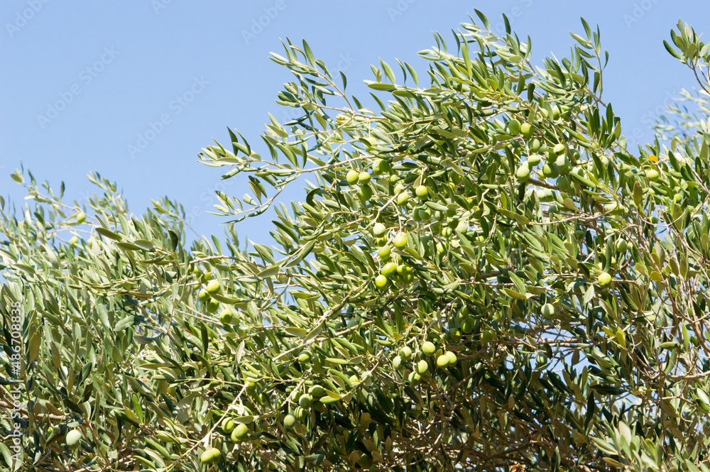 Detail of olive tree, Olea Europaea, branch full with olives before harvest, mediterranean fruit from Dalmatia, Croatia Detail of olive tree, Olea Europaea, branch full with olives before harvest, mediterranean fruit from Dalmatia, Croatia