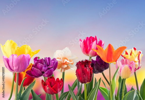 colorful tulips flowers spring background #486708897