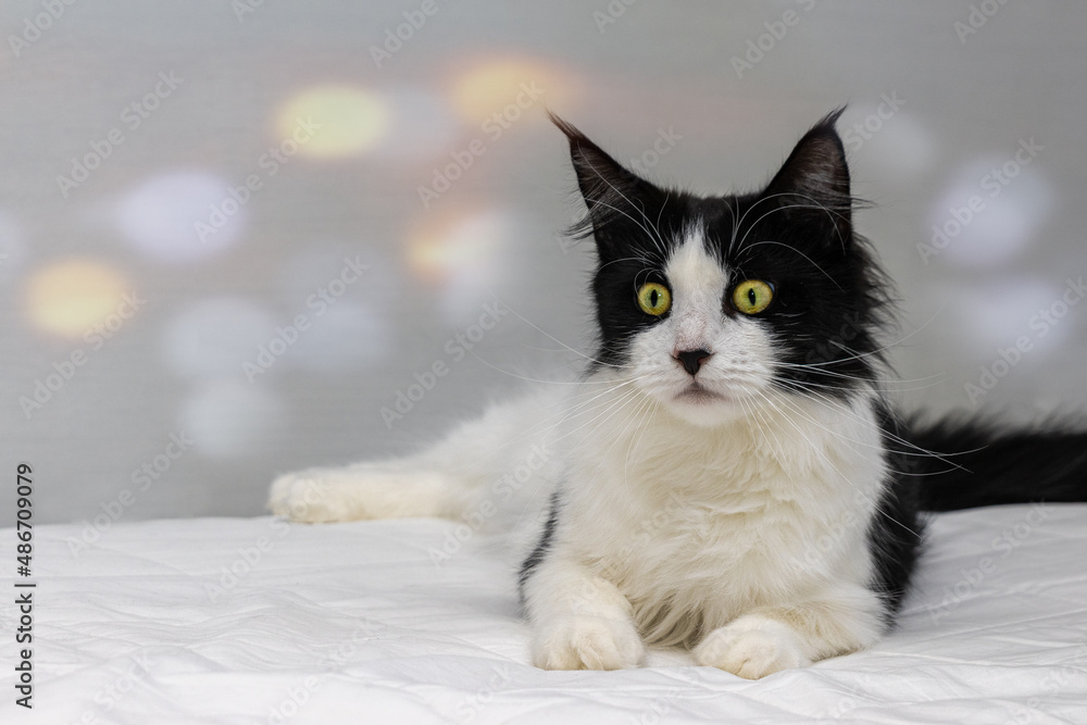 Black White Maine Coon Cat. lies on a white blanket in front of a white background with slight bokeh.