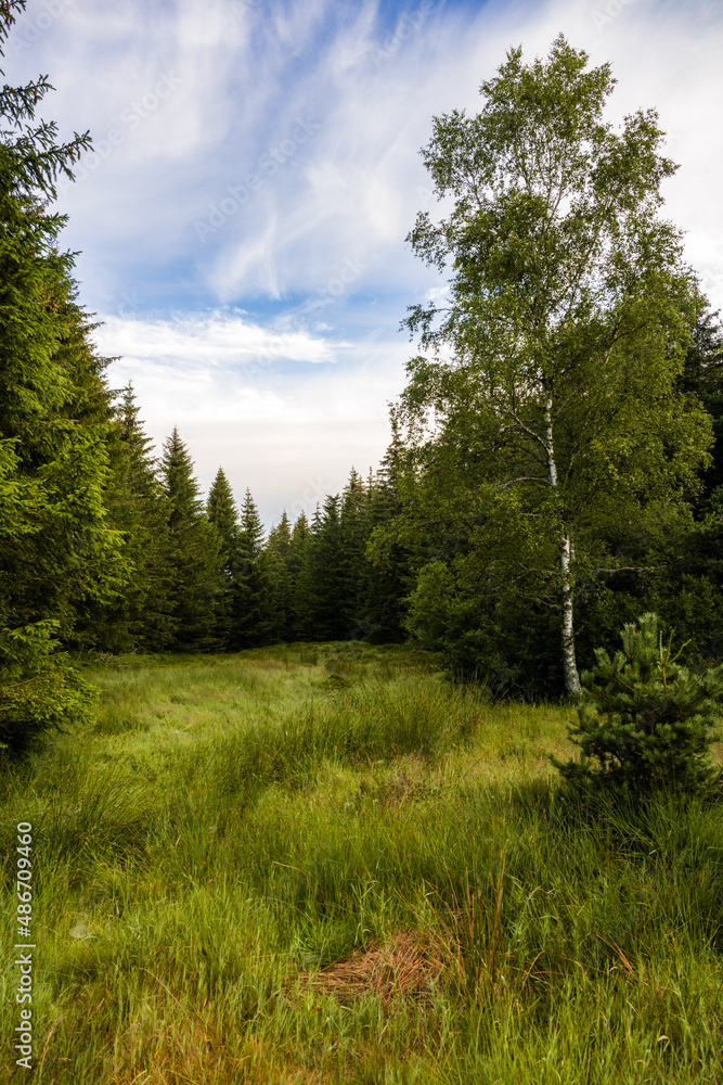 Fototapeta premium Prairie et zone humide en foret du Liconès, Margeride, Liconès, Margeride, Lozère, Occitanie, France