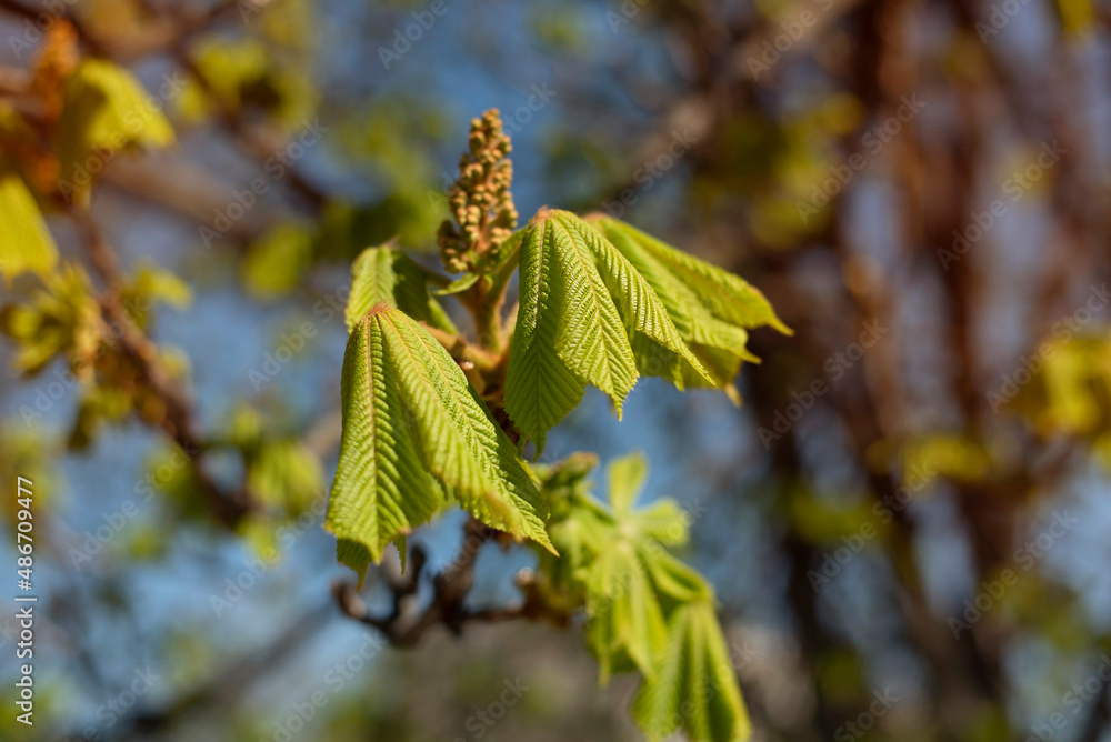 Early spring, light green leaves of the chestnut tree have just begun to bloom, grow. Concept of new life, early spring