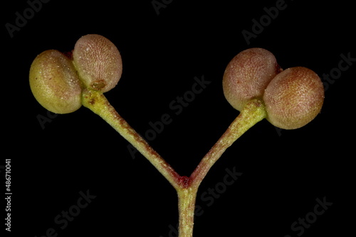 Hedge Bedstraw (Galium mollugo). Fruit Closeup photo