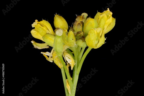 Marsh Yellow-Cress (Rorippa palustris). Inflorescence Detail Closeup