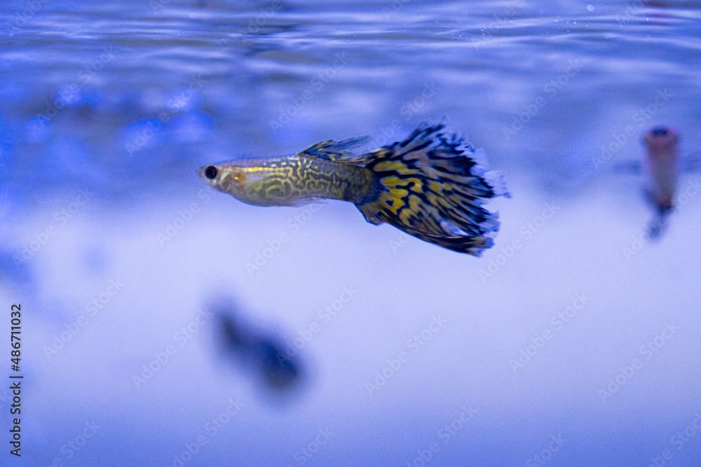 Obraz premium fish in aquarium