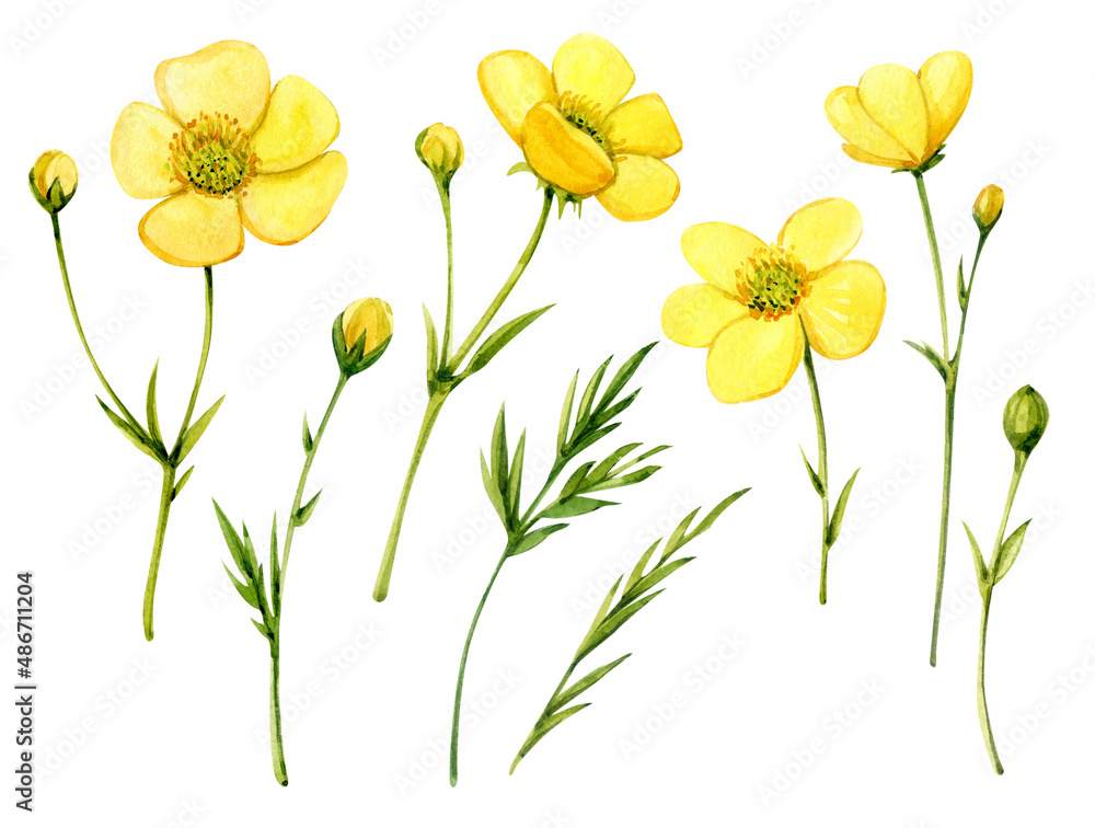 Buttercups. Yellow spring flowers painted in watercolor. Buttercups clip art.