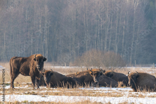 The European bison (Bison bonasus) photo