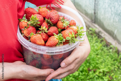 Close-up of woman hands with bucket full of freshly picked strawberries, outdoor new harvest concept. Fresh eco organic strawberry. Home business, home home seasonal business, hobby